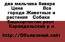 два мальчика бивера › Цена ­ 19 000 - Все города Животные и растения » Собаки   . Башкортостан респ.,Караидельский р-н